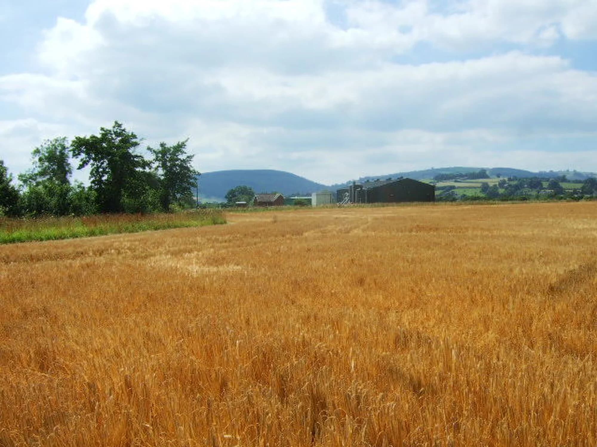 Vets in Bishops Castle